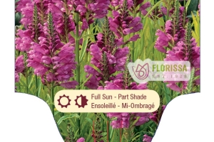 Physostegia virginiana 'Vivid' New 2024